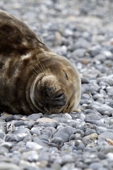 Grey seal on the beach of the Heligoland dune