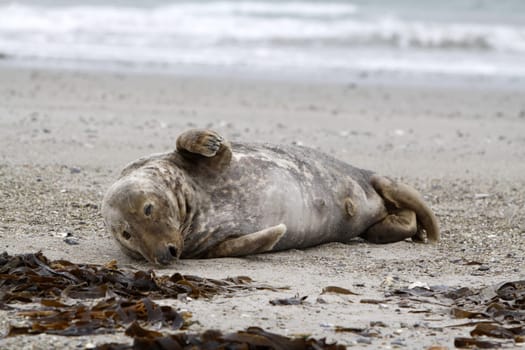 Grey seal on the beach of the Heligoland dune
