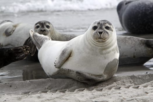 Grey seal on the beach of the Heligoland dune