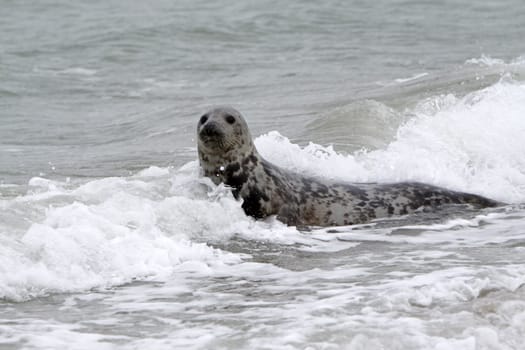 Grey seal on the beach of the Heligoland dune