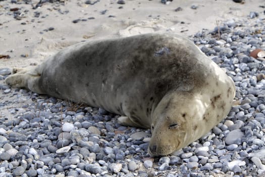 Grey seal on the beach of the Heligoland dune