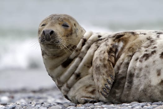 Grey seal on the beach of the Heligoland dune