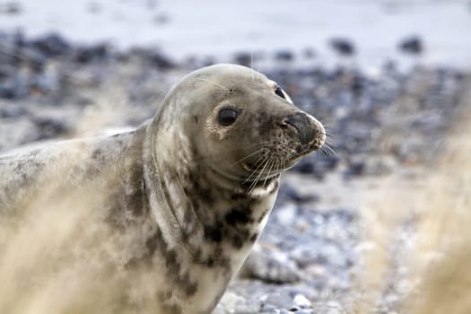 Grey seal on the beach of the Heligoland dune