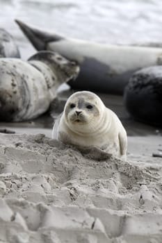 Grey seal on the beach of the Heligoland dune