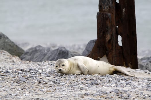 Grey seal on the beach of the Heligoland dune