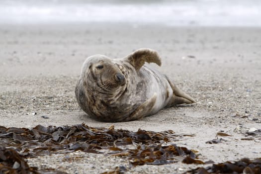 Grey seal on the beach of the Heligoland dune