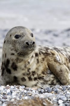 Grey seal on the beach of the Heligoland dune