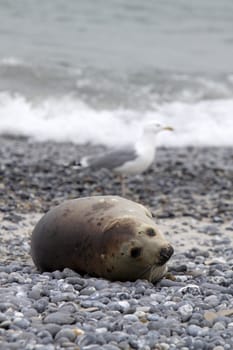 Grey seal on the beach of the Heligoland dune