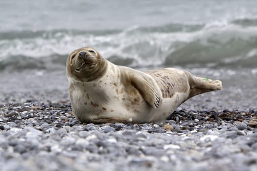 Grey seal on the beach of the Heligoland dune