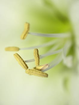 White amaryllis