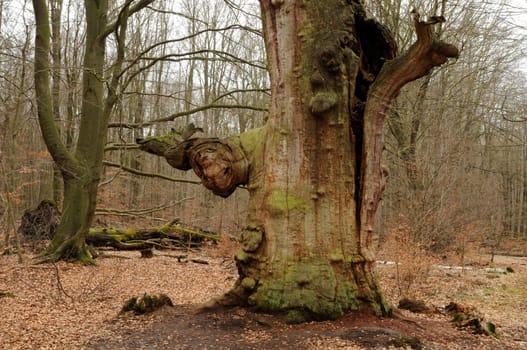 Old beech trunk in northern Hesse