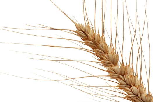 Ear of grain,close-up isolated against white background
