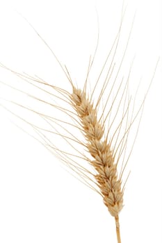 Ear of grain,close-up isolated against white background