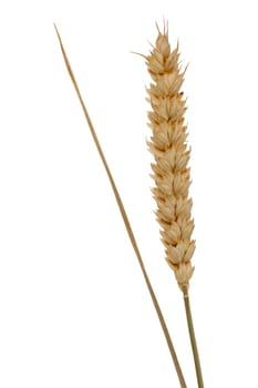 Ear of grain,close-up isolated against white background