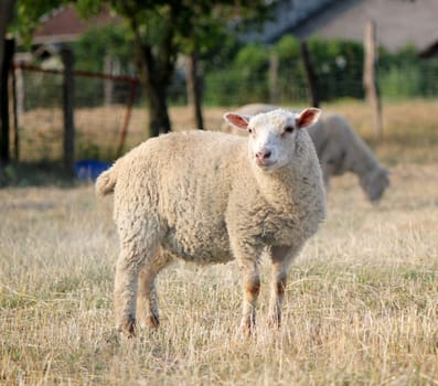 One sheep looking at the photographer in its meadow with other sheeps in the back