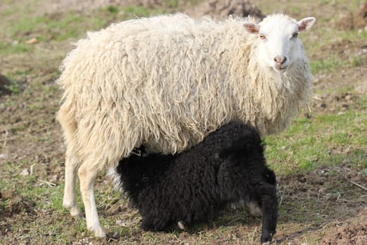 White Skudden sheep with black lamb