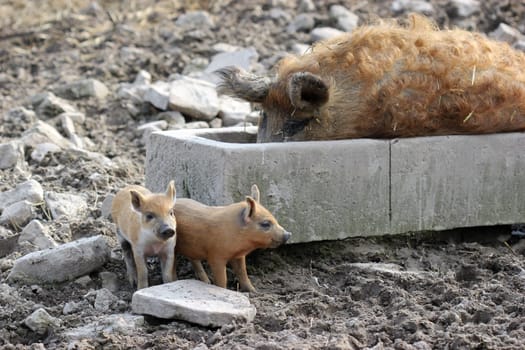 Bathing woolly pig sow with piglets