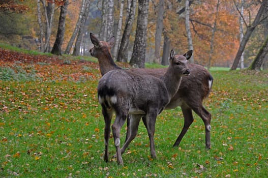 two deer
