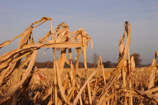 Cornfield