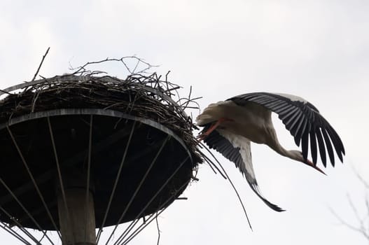Spring storks