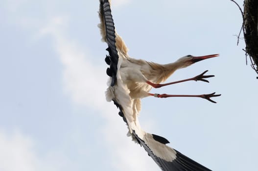 Spring storks