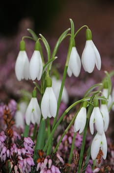 Snowdrop