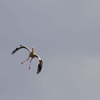 Spring storks
