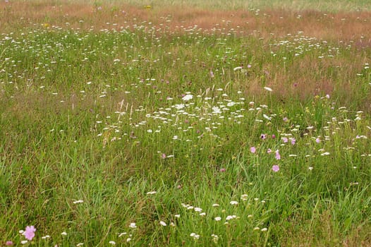 Flower meadow
