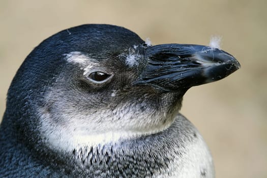 Penguin Portrait