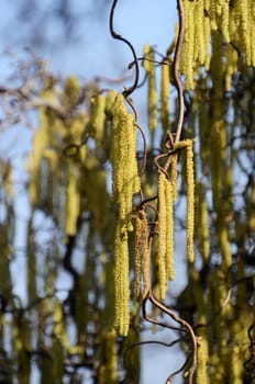 Hazelnut tree