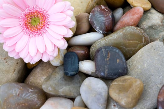 pink gerber on stones