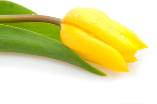 Closeup of Fresh Yellow Tulip on White Background