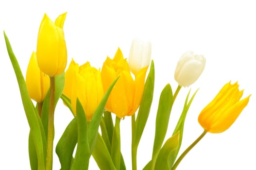 Yellow and White Tulips on White Background - Shallow Depth of Field