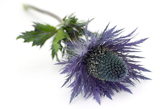 blue flower