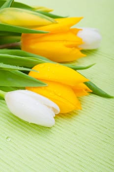 Yellow and White Tulips on Green Tablecloth