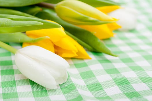 Yellow and White Tulips on Green Gingham Tablecloth