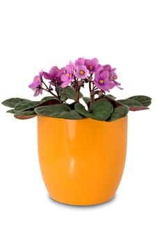 purple flower in a orange pot on white background