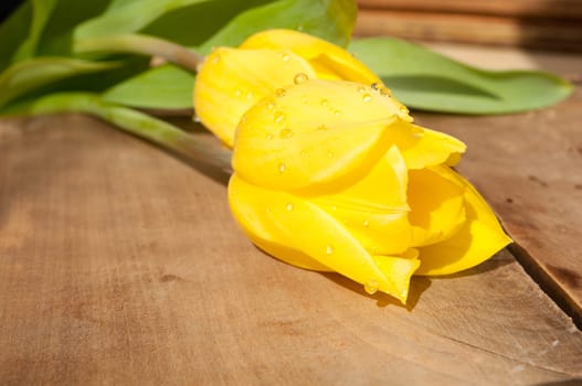 Closeup of Fresh Yellow Tulips on Wooden Table