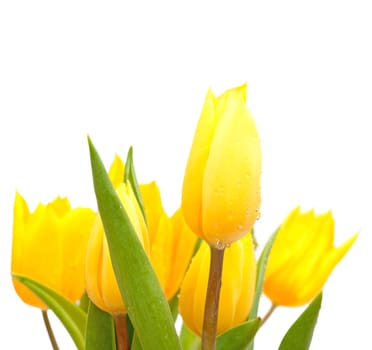 Bouquet of Yellow Tulips on White Background - Shallow Depth of Field