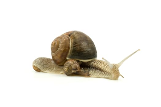 snails family crawling, isolated on white background