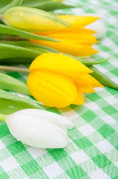 Yellow and White Tulips on Green Gingham Tablecloth