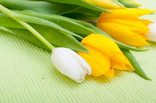 Yellow and White Tulips on Green Tablecloth