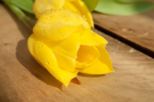 Closeup of Fresh Yellow Tulips on Wooden Table