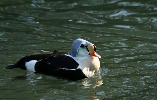 Magnificent Eider (Somateria spectabilis)