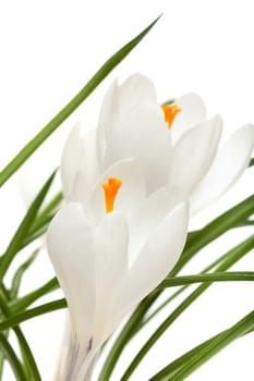 Crocus white,plant with open flowering in spring