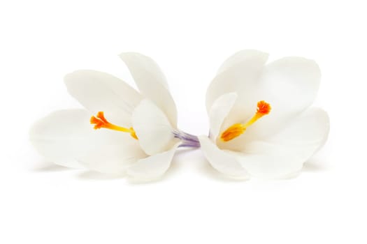 Crocus white,plant with open flowering in spring