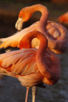 Chilean flamingo