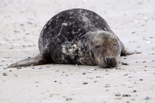 Grey seal on the beach of the Heligoland dune