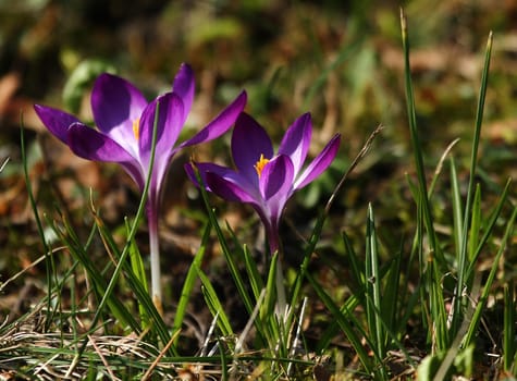 Spring Blossoms