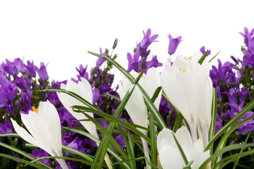 white crocus with purple campalusa,flowers against white background